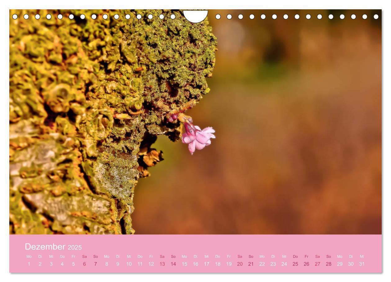 Bild: 9783435403165 | Zarte Kirschblüten - Berauschende Gedankendüfte (Wandkalender 2025...