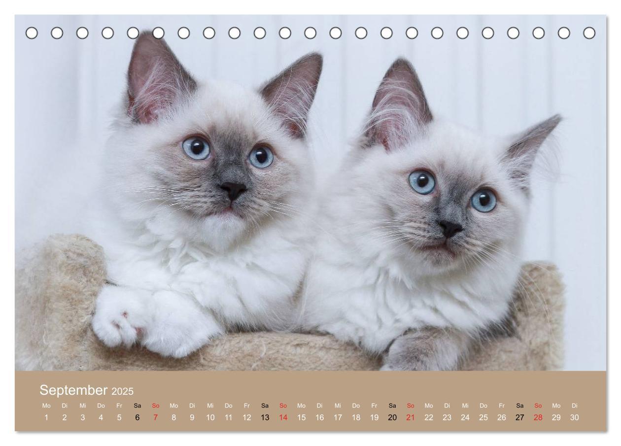 Bild: 9783435490943 | Verliebt in Ragdolls ... die sanfte Katzenrasse (Tischkalender 2025...