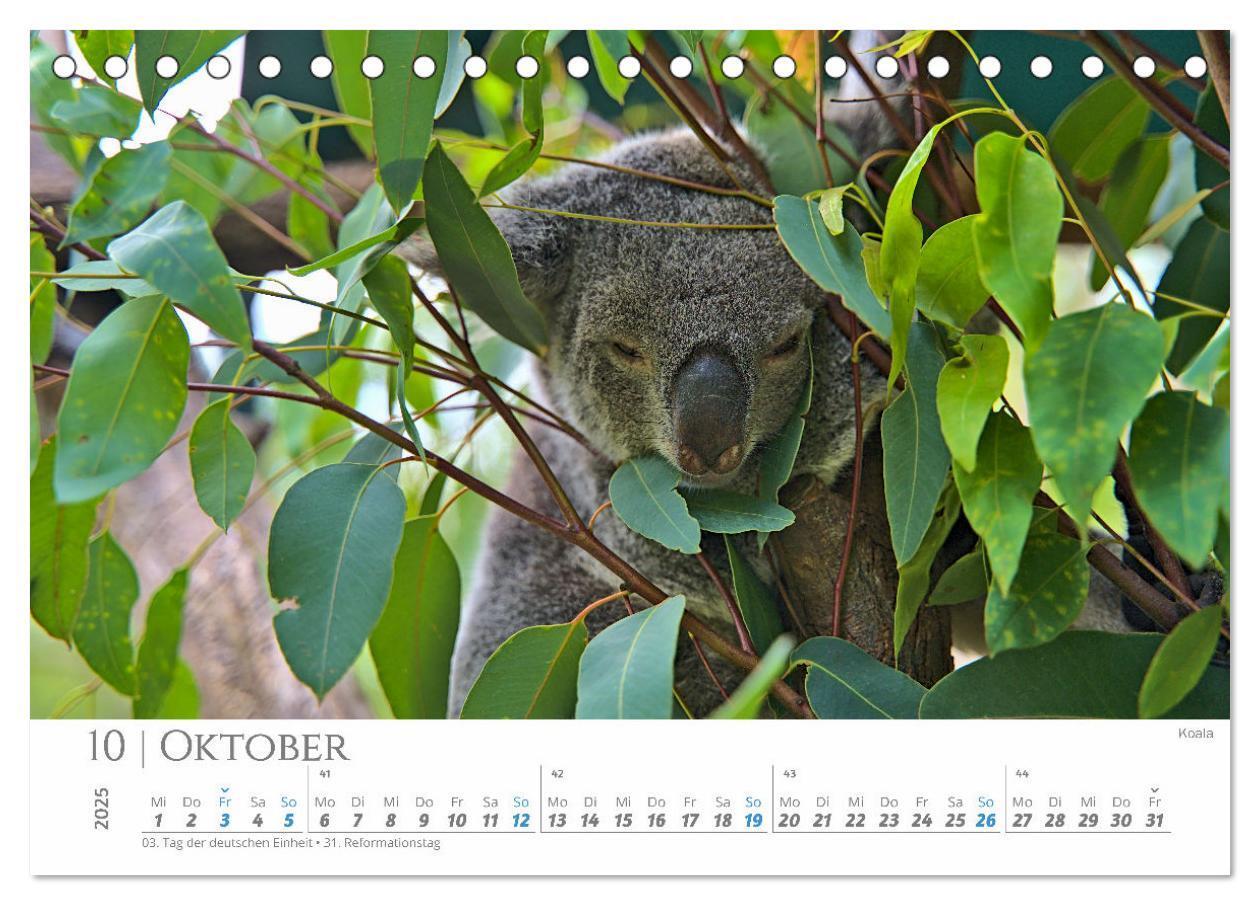 Bild: 9783383798757 | Australien - Highlights Ostküste (Tischkalender 2025 DIN A5 quer),...