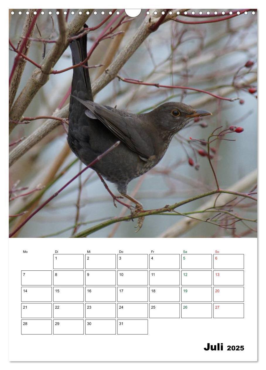 Bild: 9783457079669 | Heimische Singvögel (Wandkalender 2025 DIN A3 hoch), CALVENDO...