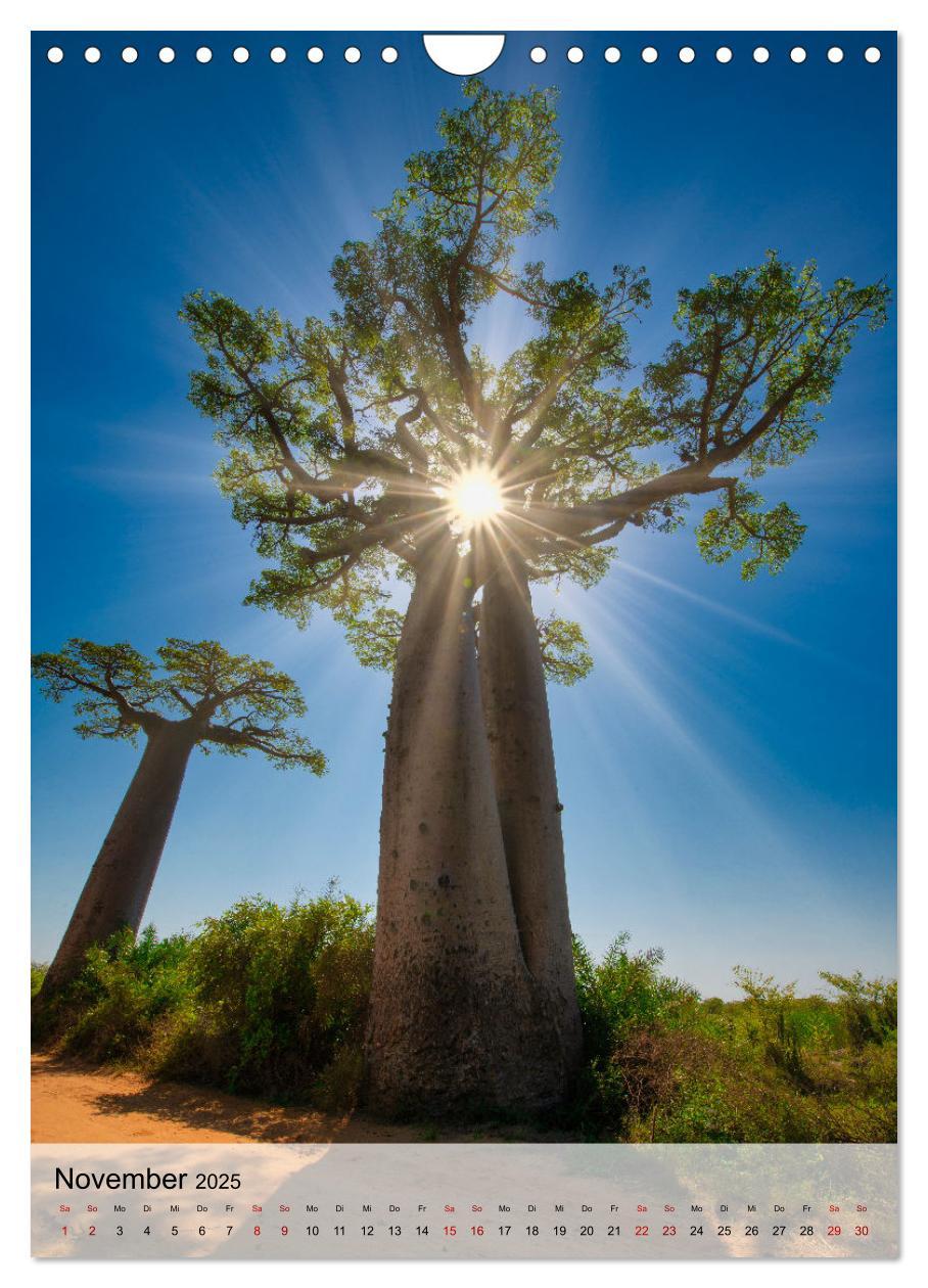 Bild: 9783435905140 | MADAGASKAR: Baobabs, Lemuren, Naturwunder (Wandkalender 2025 DIN A4...