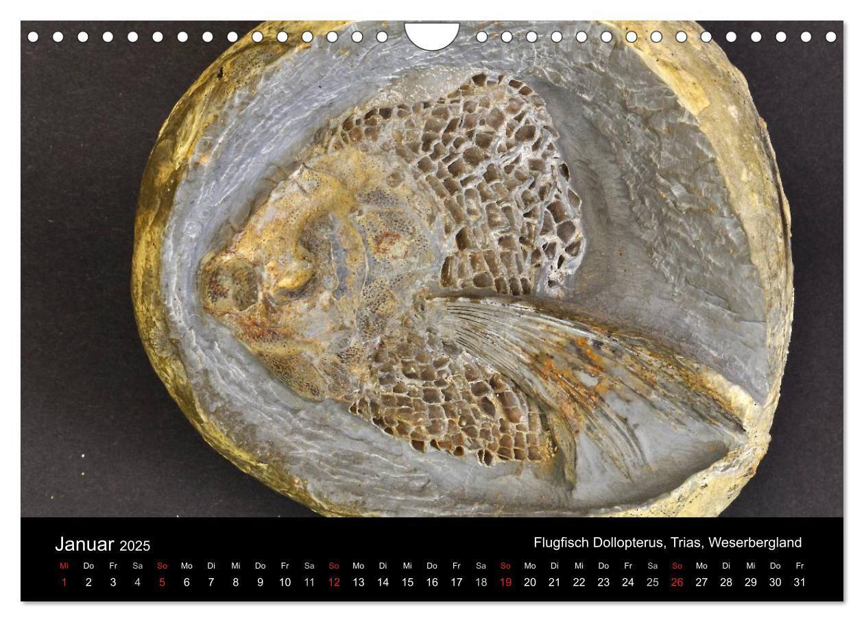 Bild: 9783435772056 | Fossilien - Zeugen der Urzeit (Wandkalender 2025 DIN A4 quer),...