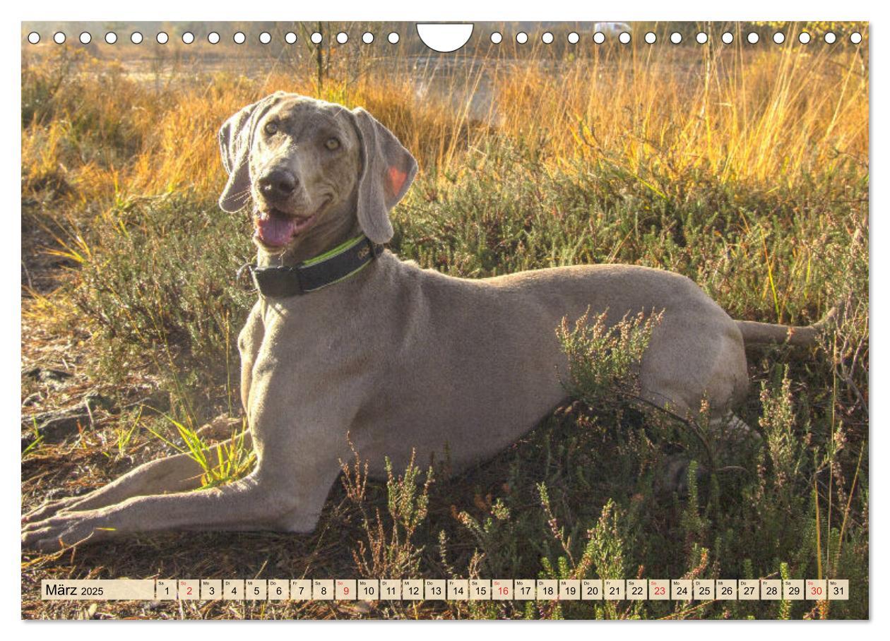 Bild: 9783435050611 | Weimaraner. Edel, elegant und klug (Wandkalender 2025 DIN A4 quer),...