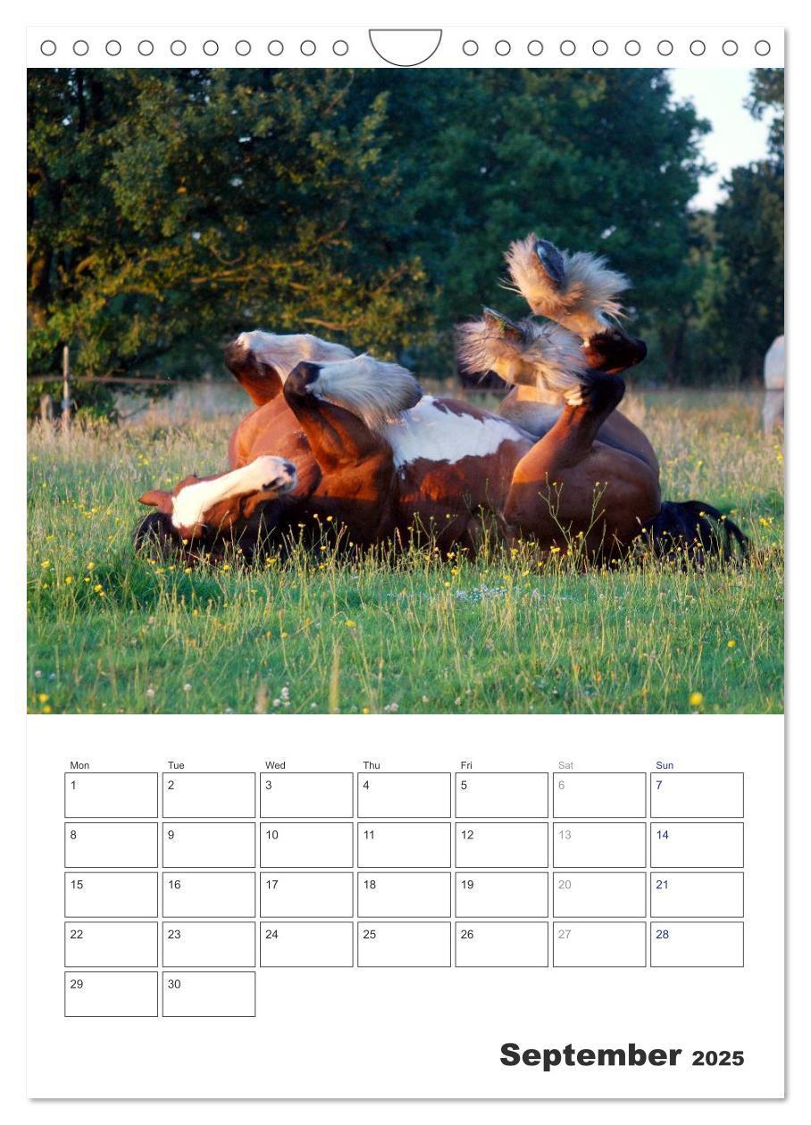 Bild: 9781325973057 | Shire Horses The Gentle Giants (Wall Calendar 2025 DIN A4...