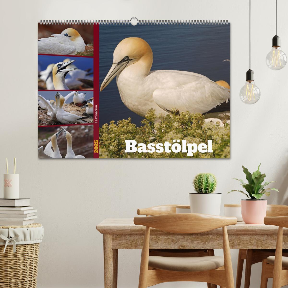 Bild: 9783383961700 | Faszination Basstölpel (Wandkalender 2025 DIN A2 quer), CALVENDO...