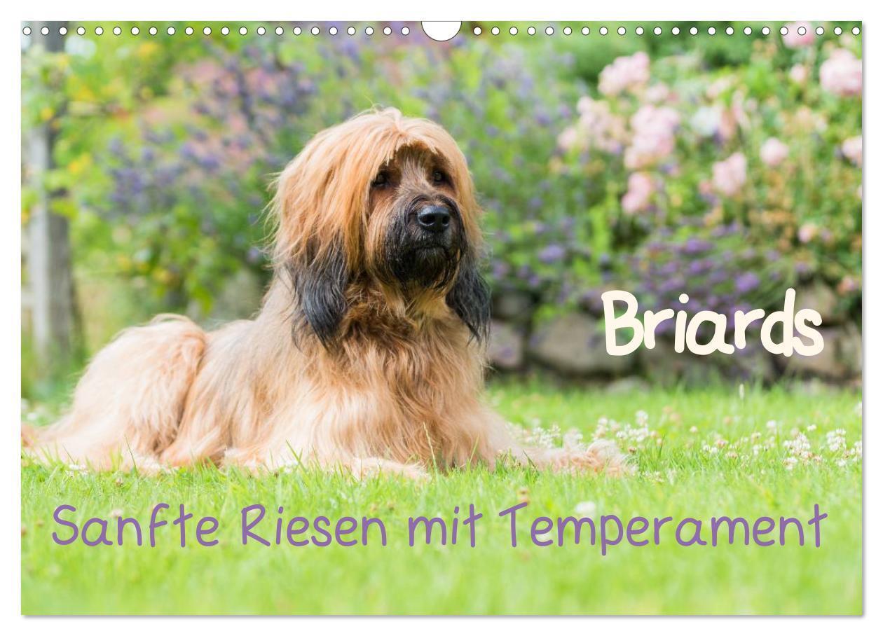 Cover: 9783435626809 | Briards - sanfte Riesen mit Temperament (Wandkalender 2025 DIN A3...