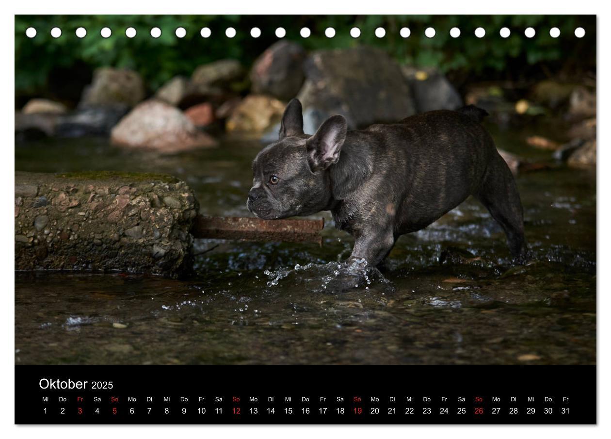 Bild: 9783435298372 | French Bulldog aktiv, verspielt, sportlich (Tischkalender 2025 DIN...