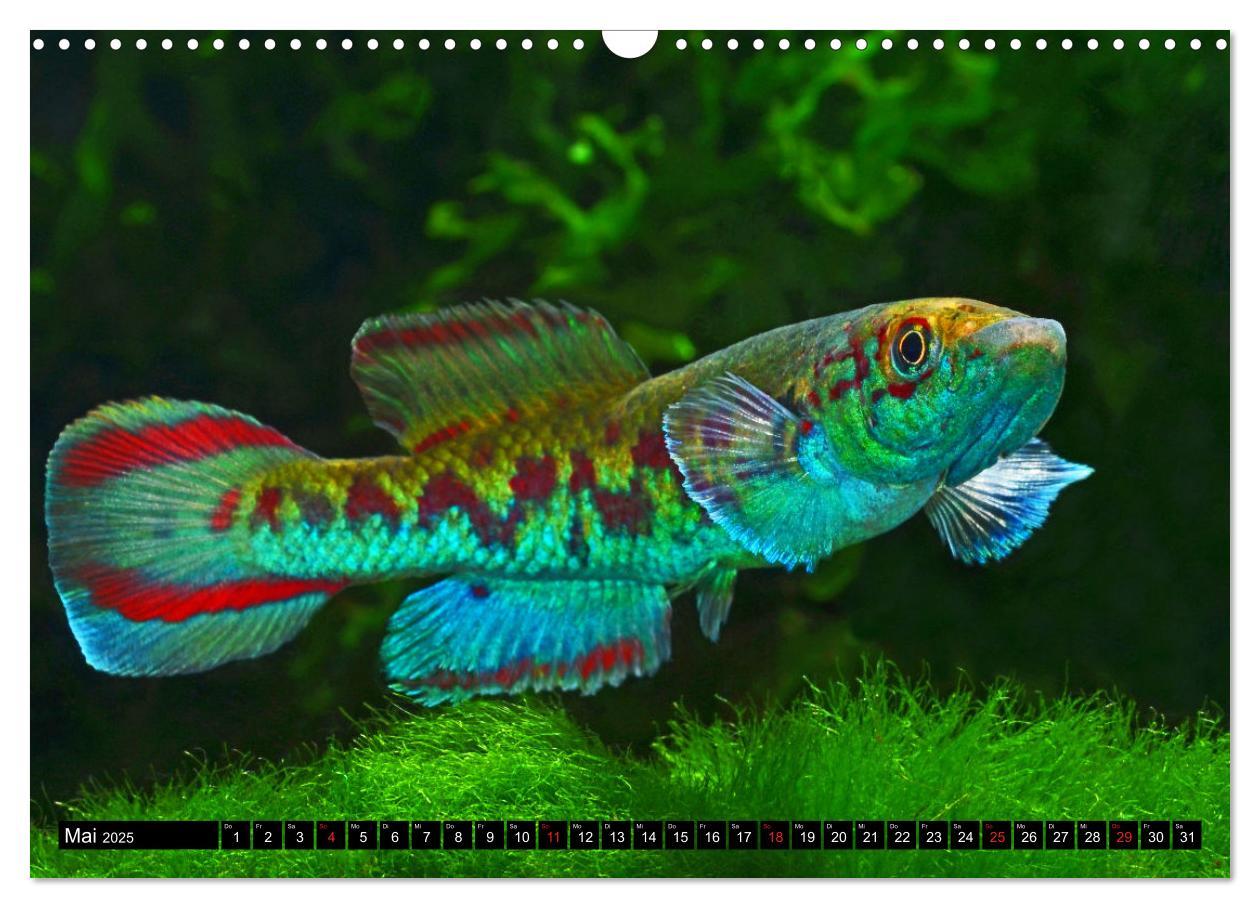 Bild: 9783435521715 | Bunte Fische der Welt - Killifische (Wandkalender 2025 DIN A3...