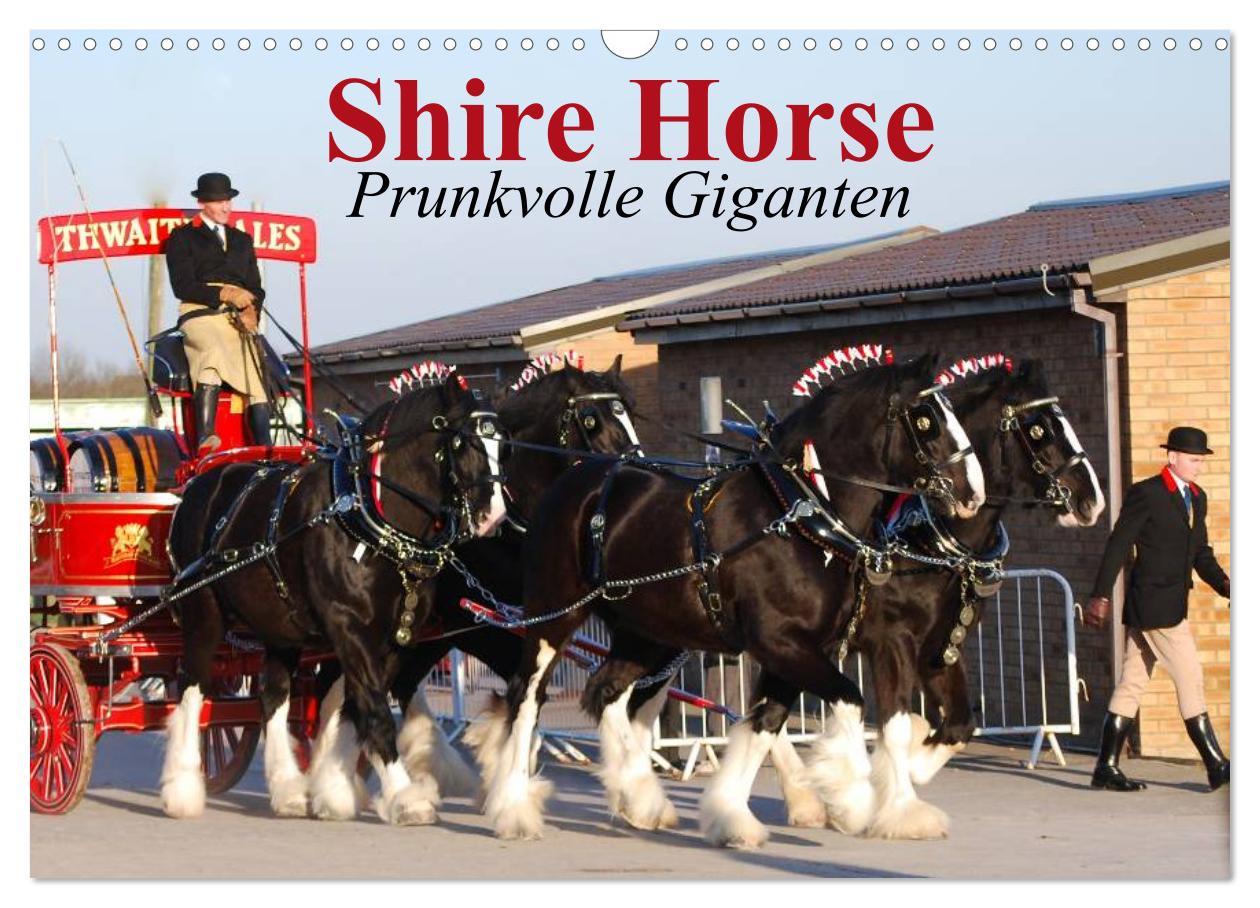 Cover: 9783435761708 | Shire Horse ¿ Prunkvolle Giganten (Wandkalender 2025 DIN A3 quer),...