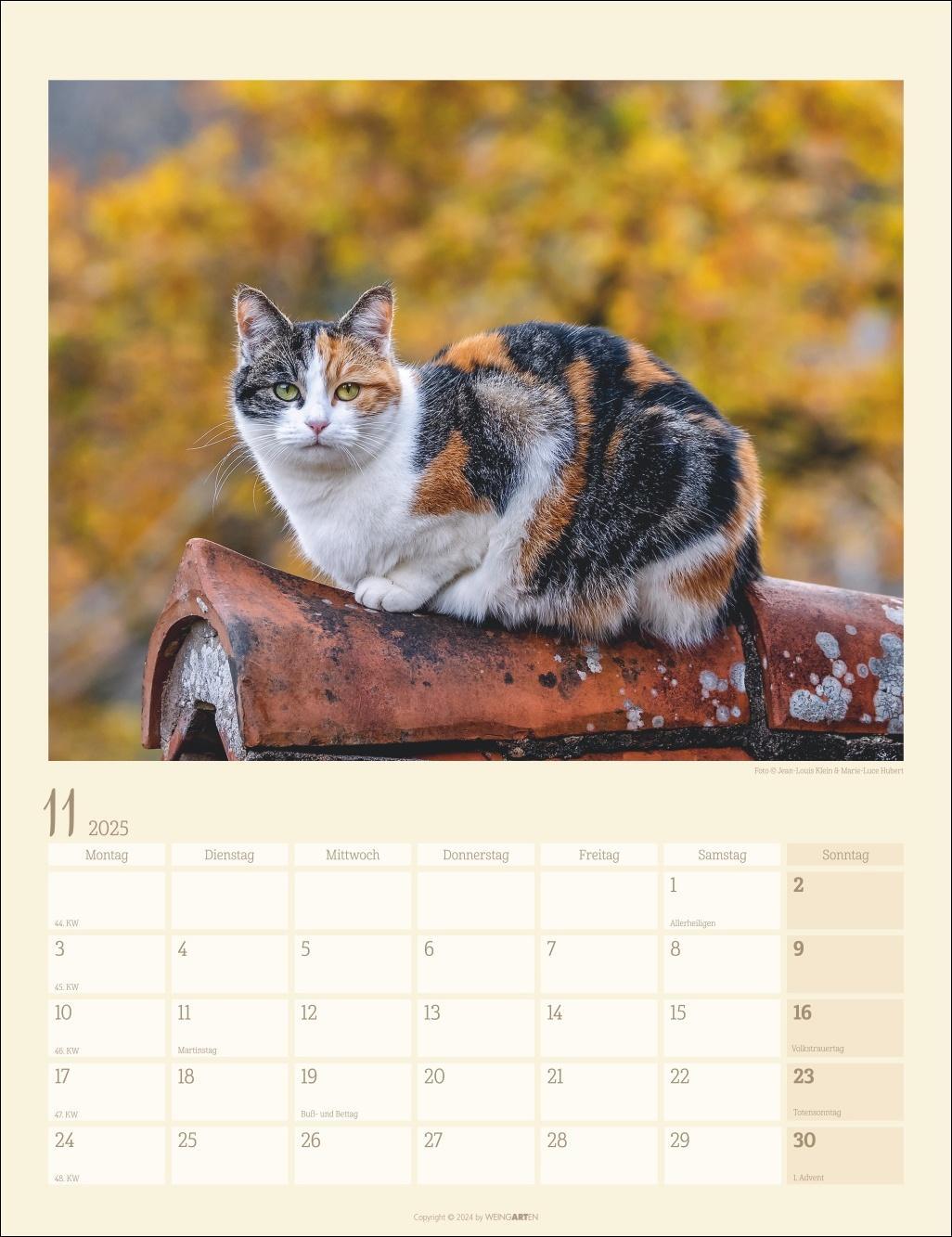 Bild: 9783839900505 | Katzen auf dem Lande Kalender 2025 | Kalender | Spiralbindung | 14 S.