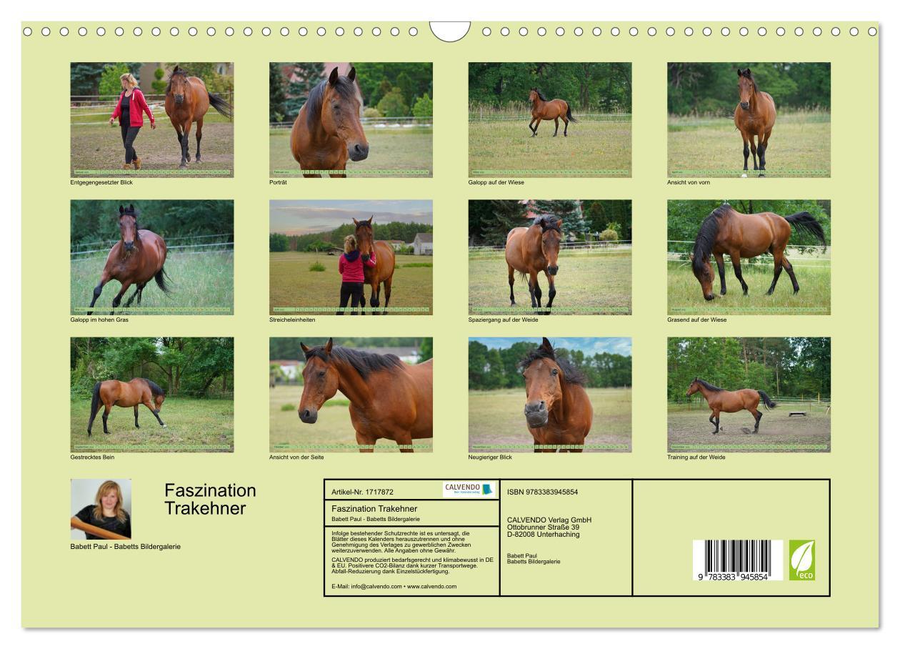 Bild: 9783383945854 | Faszination Trakehner (Wandkalender 2025 DIN A3 quer), CALVENDO...