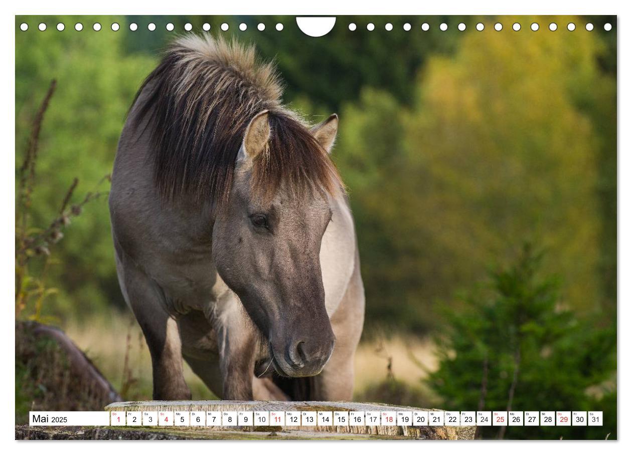 Bild: 9783435573479 | Konik - Frei geboren (Wandkalender 2025 DIN A4 quer), CALVENDO...