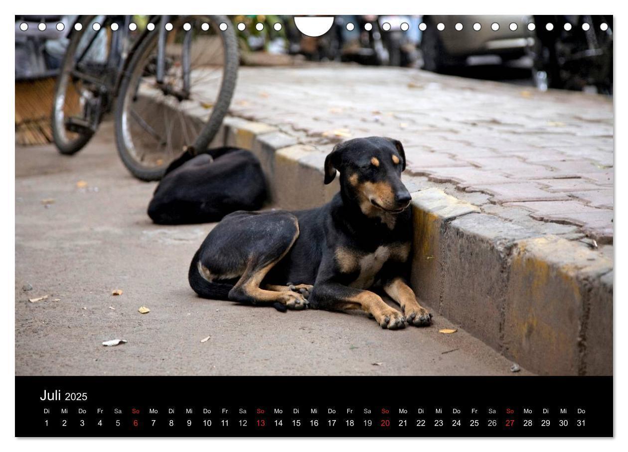 Bild: 9783435801862 | Straßenhunde (Wandkalender 2025 DIN A4 quer), CALVENDO Monatskalender