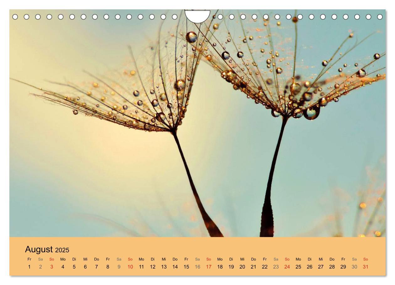 Bild: 9783435746910 | Naturjuwel Pusteblume (Wandkalender 2025 DIN A4 quer), CALVENDO...