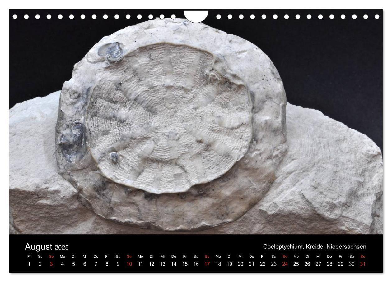 Bild: 9783435772056 | Fossilien - Zeugen der Urzeit (Wandkalender 2025 DIN A4 quer),...