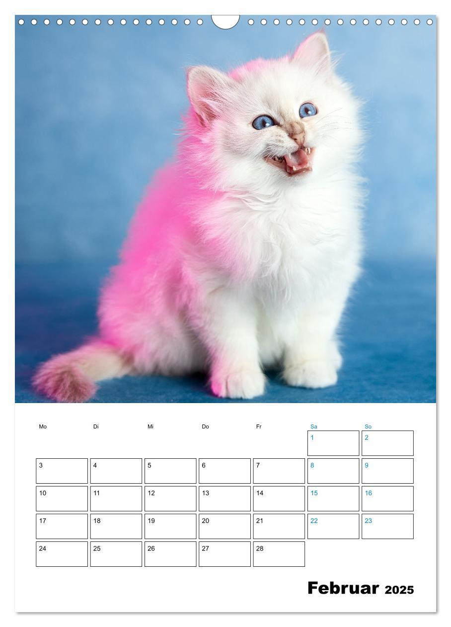 Bild: 9783435062706 | Heilige Birma Kitten - süße kleine Flauschbällchen (Wandkalender...