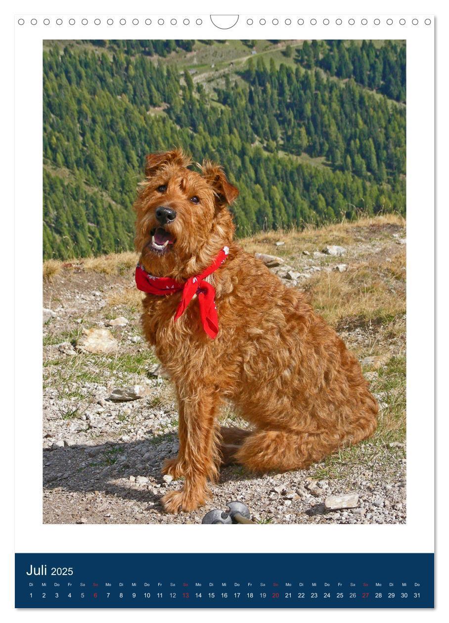 Bild: 9783435950768 | Kelly - Ein Irish Terrier macht Urlaub (Wandkalender 2025 DIN A3...