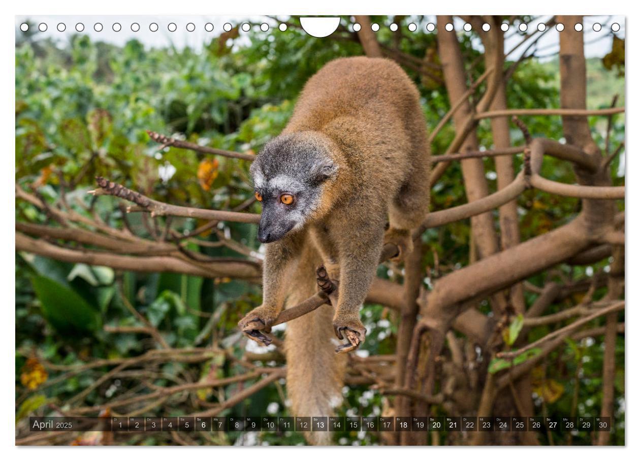 Bild: 9783435282876 | Tierisches Madagaskar (Wandkalender 2025 DIN A4 quer), CALVENDO...