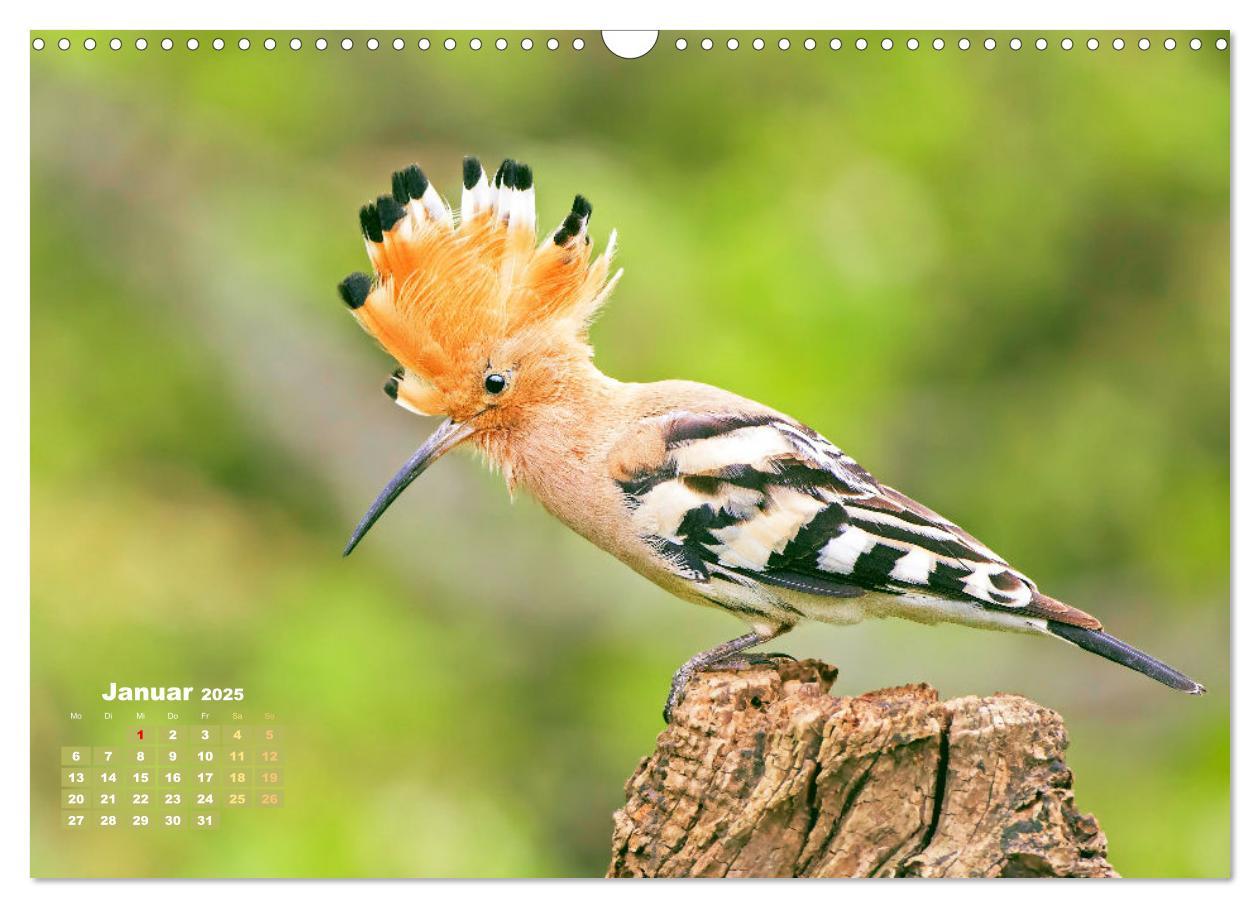 Bild: 9783383874031 | Amsel, Fink und Star: Heimische Vögel (Wandkalender 2025 DIN A3...