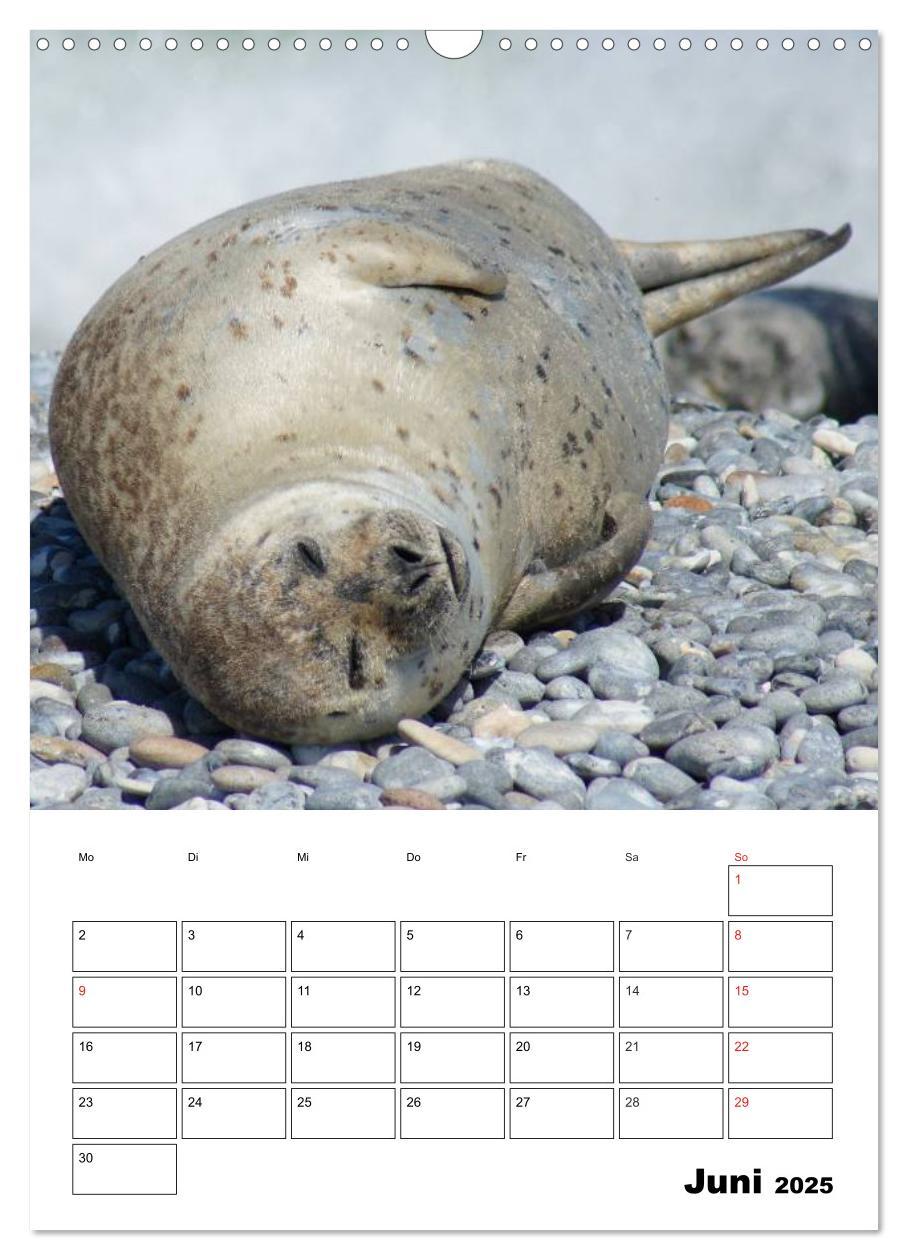 Bild: 9783457010518 | Liebenswerte Robben (Wandkalender 2025 DIN A3 hoch), CALVENDO...