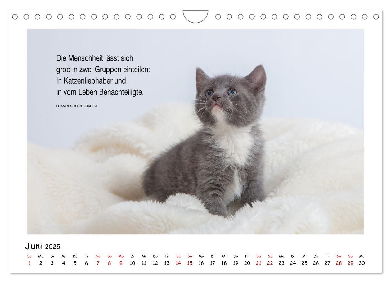 Bild: 9783435086696 | Kätzchen-Kalender mit Sprüchen (Wandkalender 2025 DIN A4 quer),...