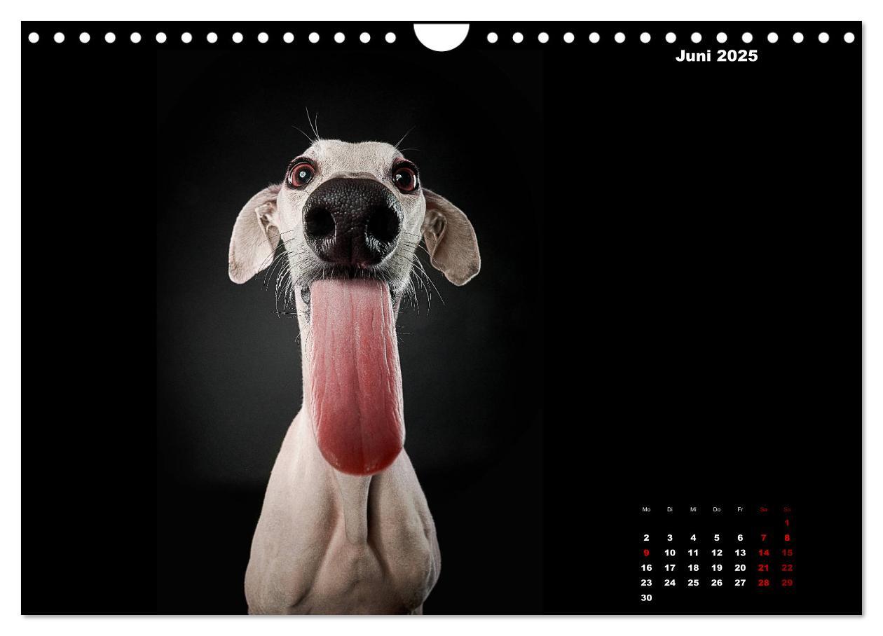 Bild: 9783435228911 | Die Stimme der Windhunde (Wandkalender 2025 DIN A4 quer), CALVENDO...