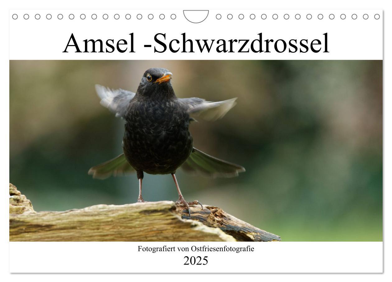 Cover: 9783435026302 | Amsel - Schwarzdrossel fotografiert von Ostfriesenfotografie...