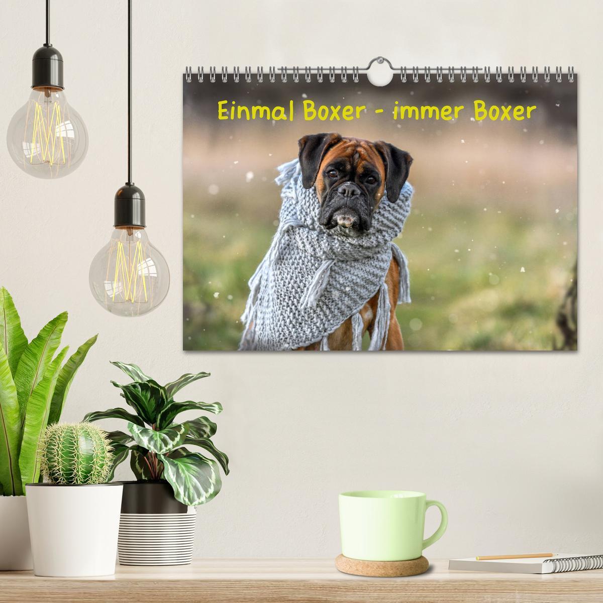 Bild: 9783435179947 | Einmal Boxer - immer Boxer (Wandkalender 2025 DIN A4 quer),...