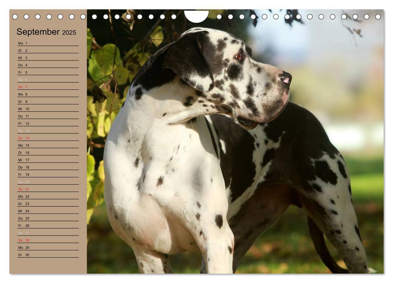 Bild: 9783435492305 | Deutsche Doggen - Sanfte Riesen (Wandkalender 2025 DIN A4 quer),...