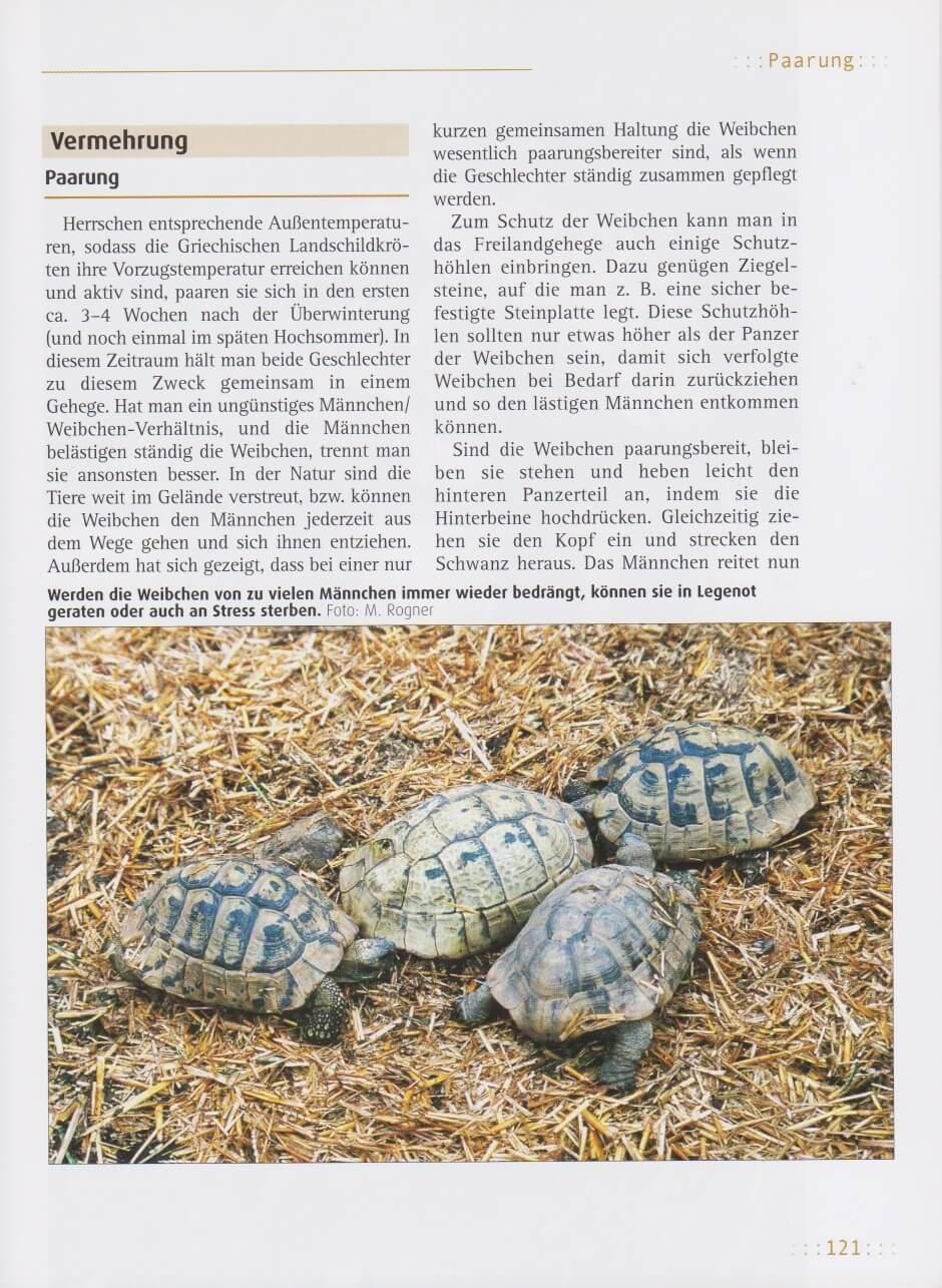 Bild: 9783937285443 | Griechische Landschildkröten | Manfred Rogner | Taschenbuch | 168 S.