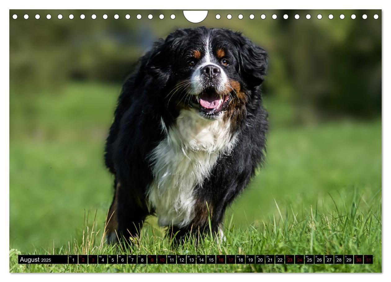 Bild: 9783457182475 | Berner Sennenhunde - Faszinierende Herzensbrecher (Wandkalender...