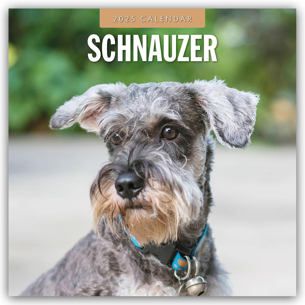 Cover: 9781804425060 | Schnauzer 2025 - 16-Monatskalender | Robin Red | Kalender | 14 S.