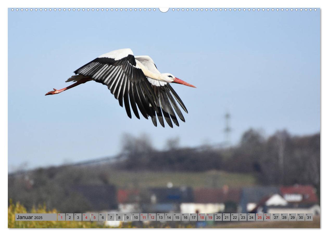 Bild: 9783435144945 | Zu Gast bei Familie Storch (Wandkalender 2025 DIN A2 quer),...