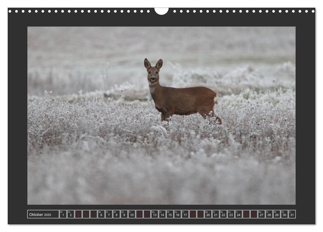 Bild: 9783435169900 | Winterzauber - Tiere in Eis und Schnee (Wandkalender 2025 DIN A3...