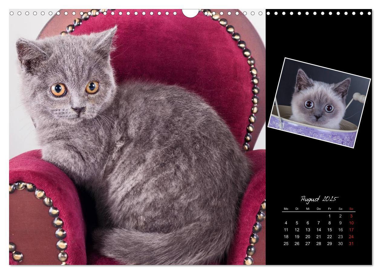 Bild: 9783435772926 | Britisch Kurzhaar Katzen (Wandkalender 2025 DIN A3 quer), CALVENDO...