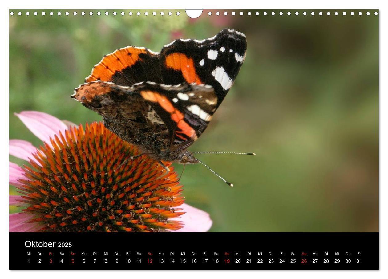 Bild: 9783435728855 | Heimische Schmetterlinge (Wandkalender 2025 DIN A3 quer), CALVENDO...