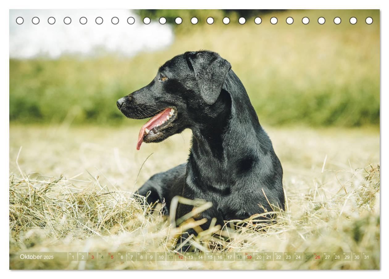 Bild: 9783435313754 | Faszination Labrador - gelb, foxred, schwarz (Tischkalender 2025...