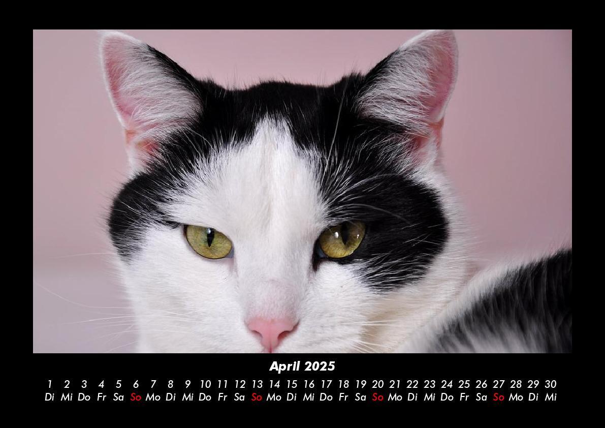 Bild: 9783755979449 | Katzen 2025 Fotokalender DIN A3 | Tobias Becker | Kalender | Kalender