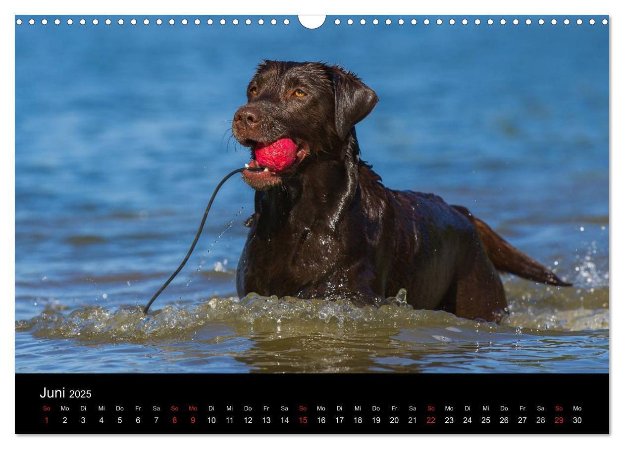 Bild: 9783435761319 | Labrador Retriever 2025 (Wandkalender 2025 DIN A3 quer), CALVENDO...