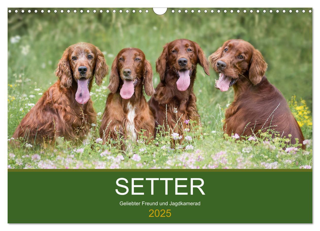 Cover: 9783435191727 | Setter - Geliebter Freund und Jagdkamerad (Wandkalender 2025 DIN A3...