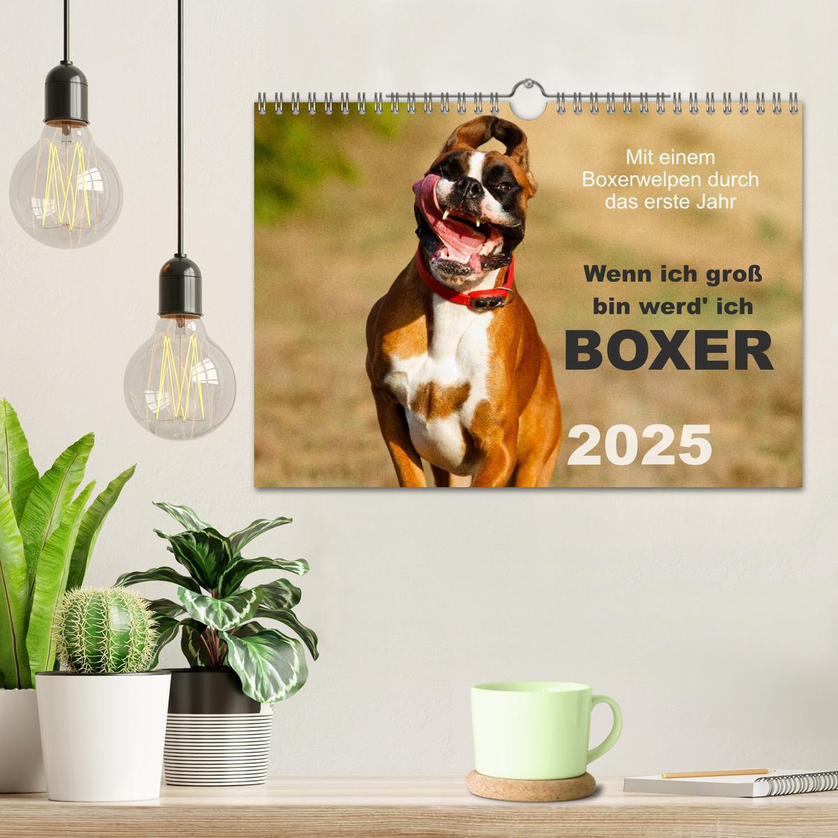 Bild: 9783435731534 | Wenn ich groß bin werd' ich Boxer (Wandkalender 2025 DIN A4 quer),...