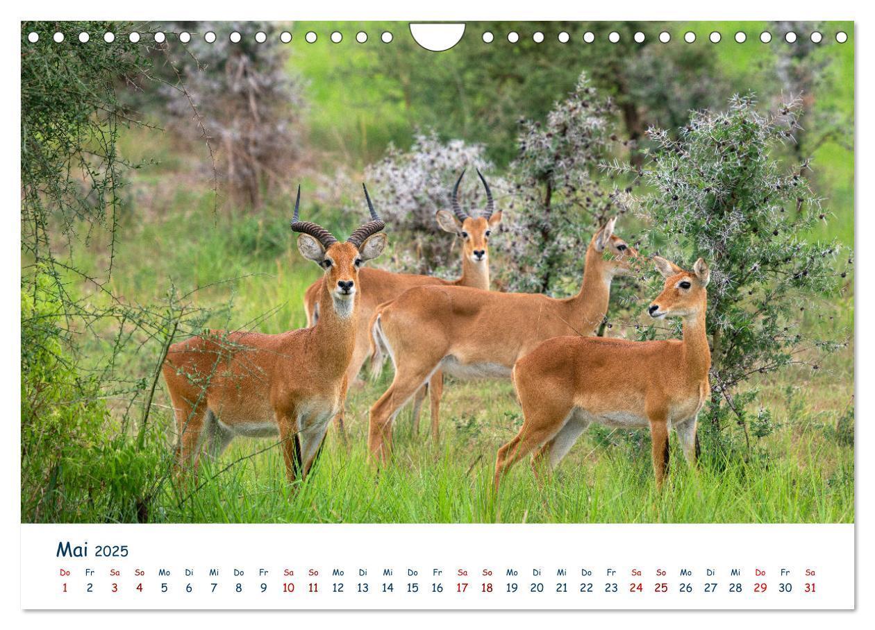 Bild: 9783435002610 | Fernweh Uganda - Naturschönheit Ostafrikas (Wandkalender 2025 DIN...