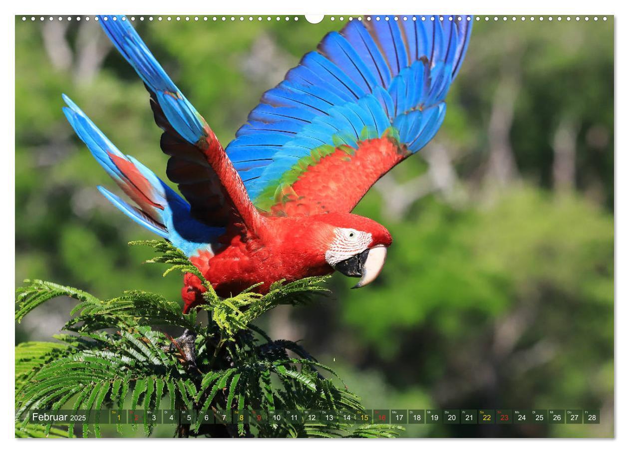 Bild: 9783435262519 | Tierparadies Pantanal (Wandkalender 2025 DIN A2 quer), CALVENDO...