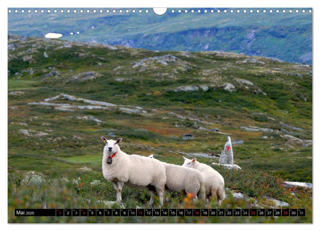 Bild: 9783435731664 | Streifzug durch Norwegens Hardangervidda (Wandkalender 2025 DIN A3...