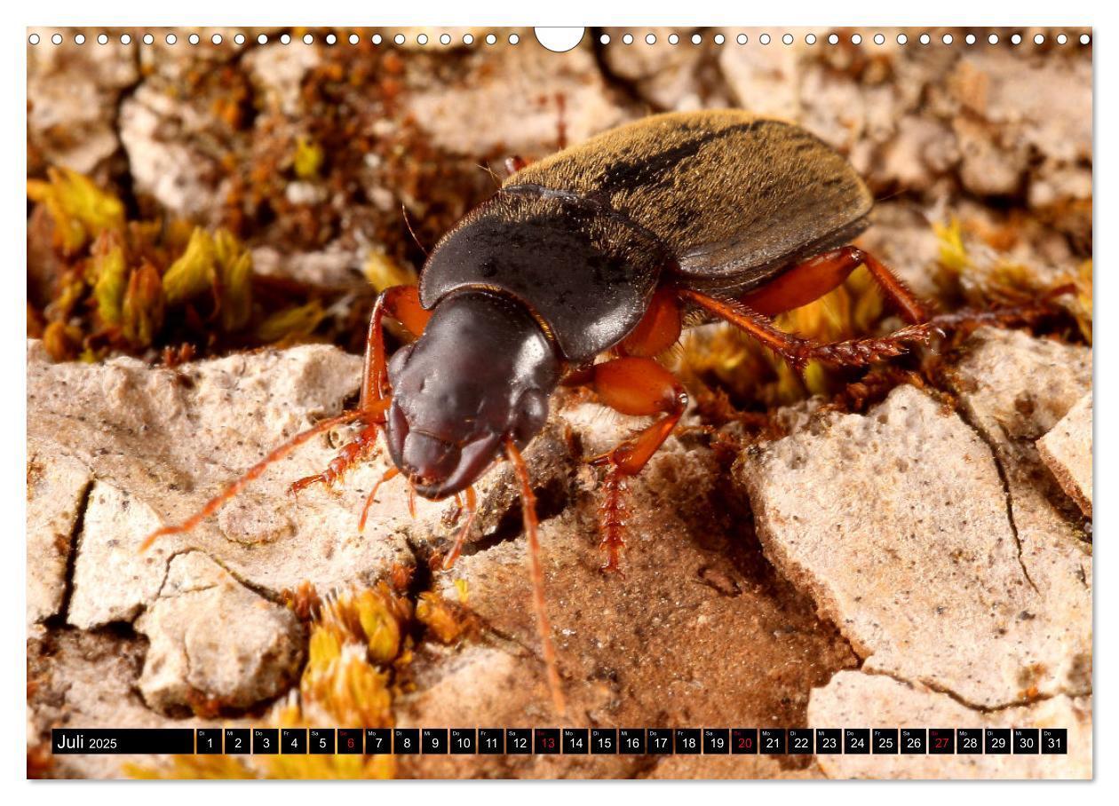 Bild: 9783435076949 | LAUFKÄFER - CARABIDAE (Wandkalender 2025 DIN A3 quer), CALVENDO...