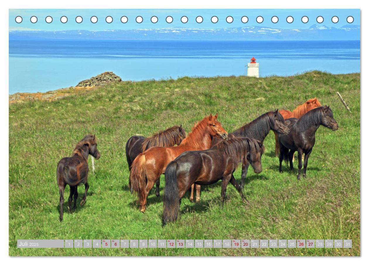 Bild: 9783435252435 | Islandpferde - Die tierischen Stars der Insel (Tischkalender 2025...