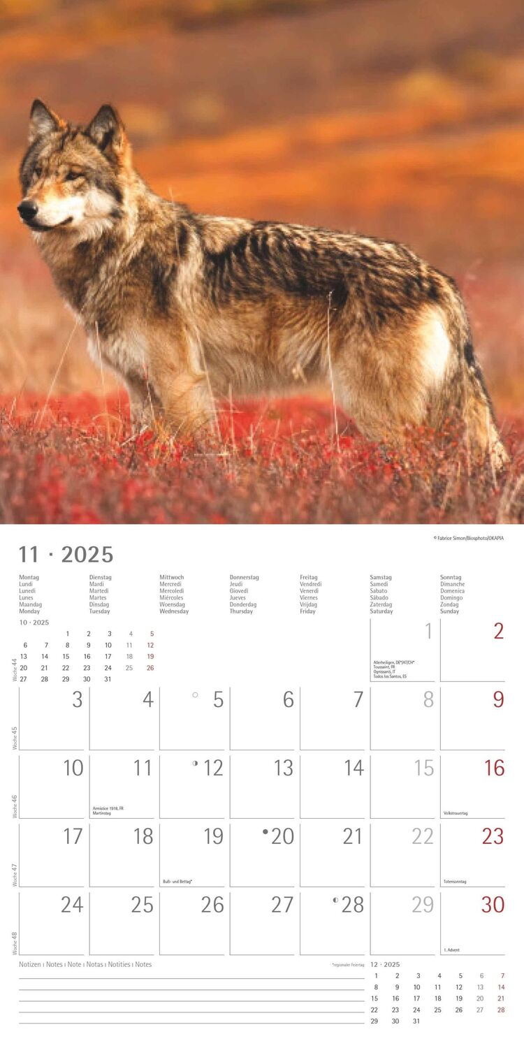 Bild: 4251732340711 | Wölfe 2025 - Broschürenkalender 30x30 cm (30x60 geöffnet) -...