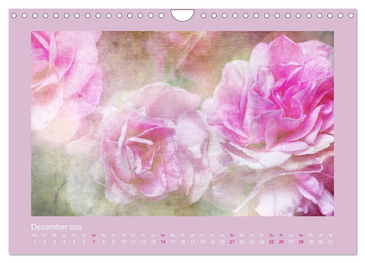 Bild: 9783435737475 | Romantische Rosen (Wandkalender 2025 DIN A4 quer), CALVENDO...