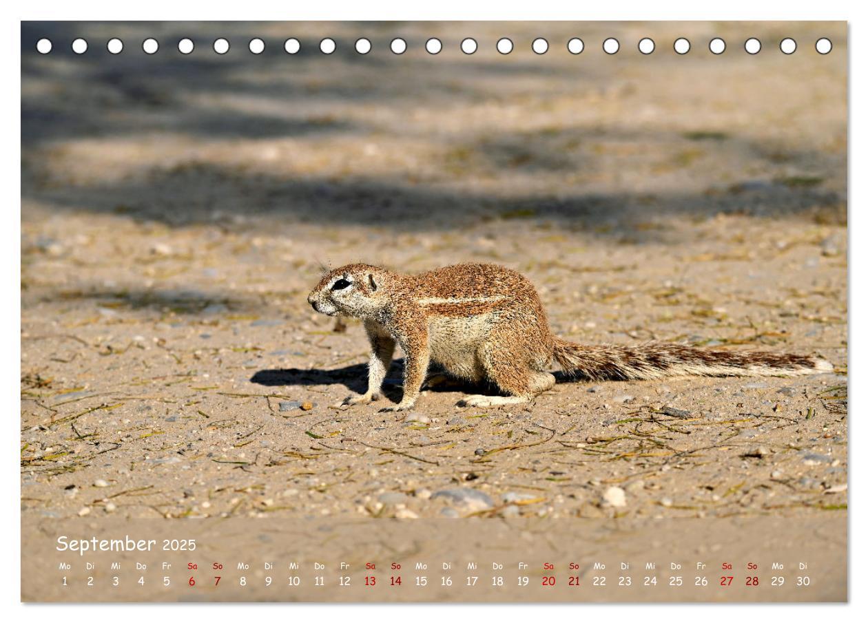 Bild: 9783435014521 | Kgalagadi - Fauna und Wildtiere in der Kalahari (Tischkalender 2025...