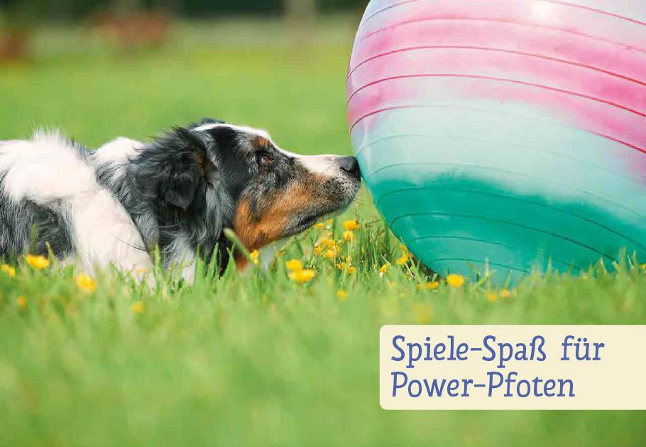 Bild: 9783818617769 | Spiele und Action für ausgeglichene Hütehunde | Marion Albers | Buch